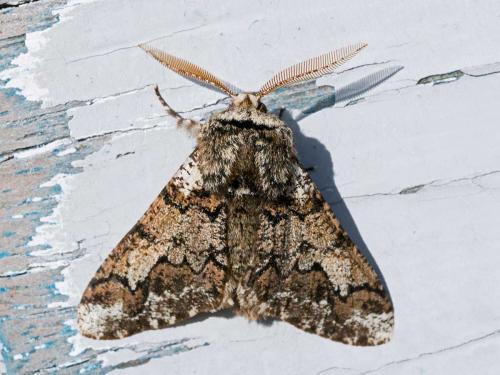 Réf. 97 451 : Biston strataria