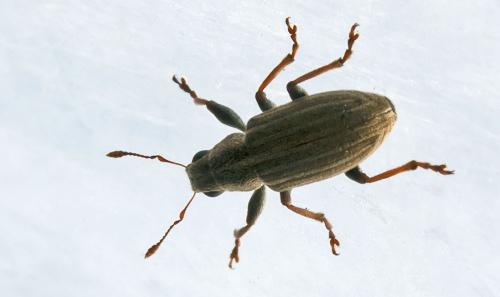 Sitona lineatus
