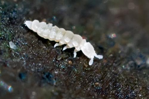 Kalaphorura burmeisteri