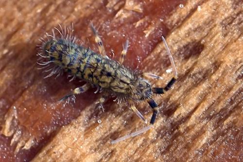 Réf. 97 841 : Orchesella villosa