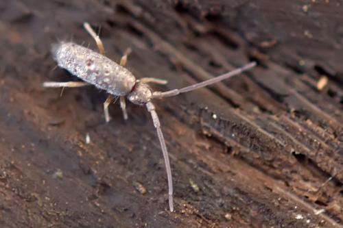 Tomocerus minor