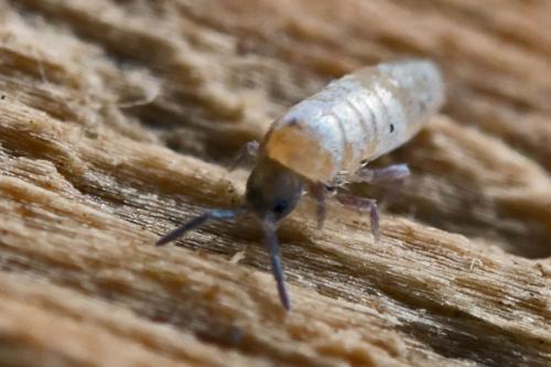 Lepidocyrtus curvicollis