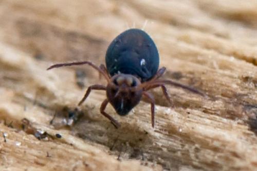 Dicyrtoma fusca