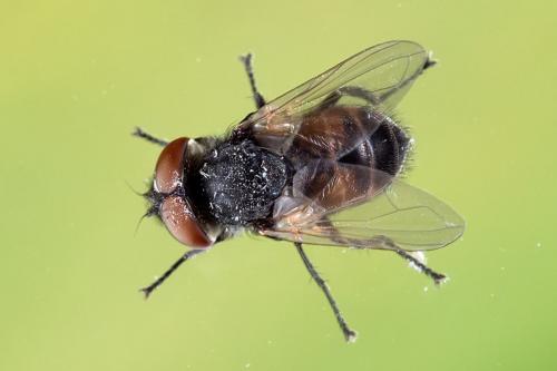 Réf. 97 976 : Phasia aurigera