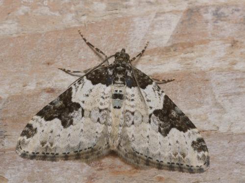 Xanthorhoe fluctuata