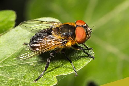 Phasia hemiptera