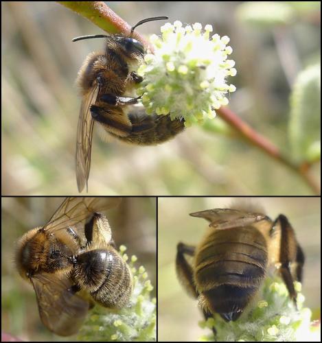 Andrena bimaculata