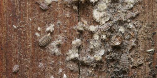 Polyxenus sp.