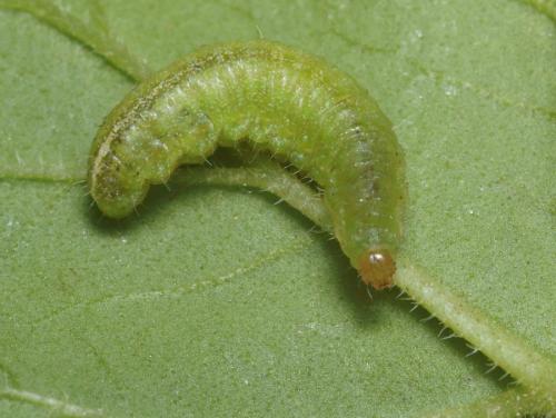 Donus sp.
