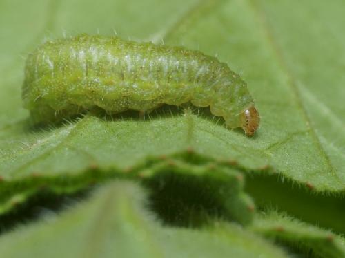 Donus sp.