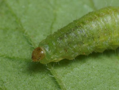Donus sp.