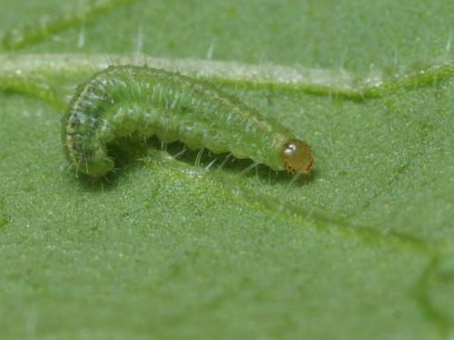 Donus sp.
