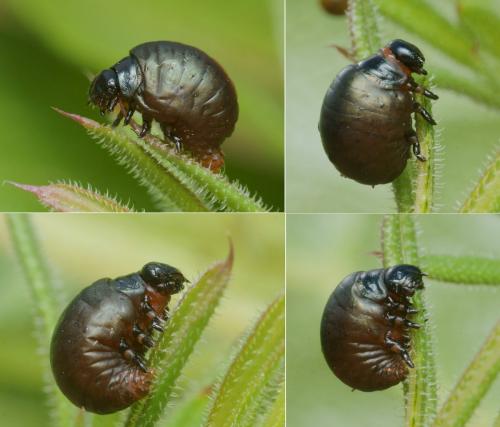 Timarcha nicaeensis