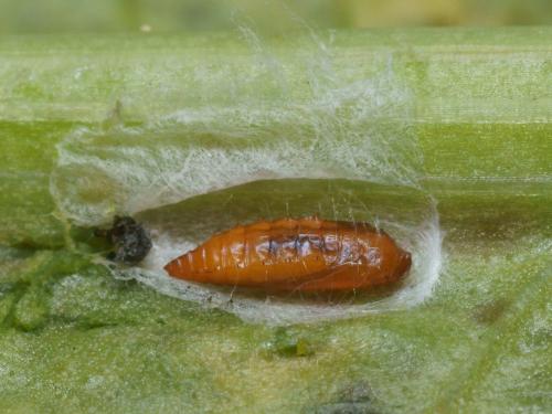 Elachista consortella