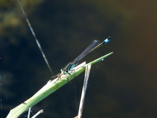 Ischnura elegans