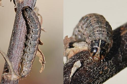 Réf. 97 842 : Agrotis trux