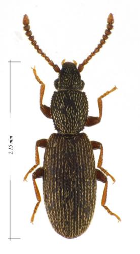 Réf. 97 230 : Airaphilus corsicus