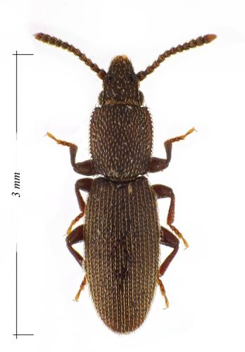 Airaphilus sp.