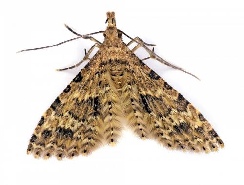 Alucita hexadactyla