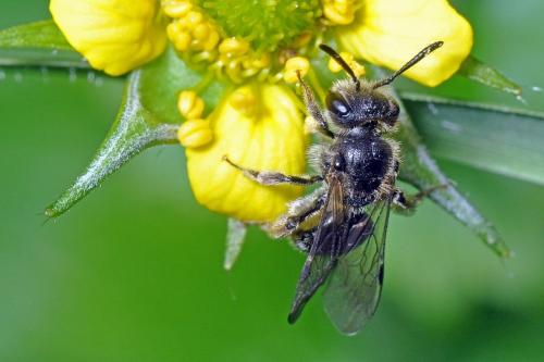 Andrena sp.