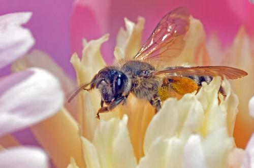 Andrena sp.