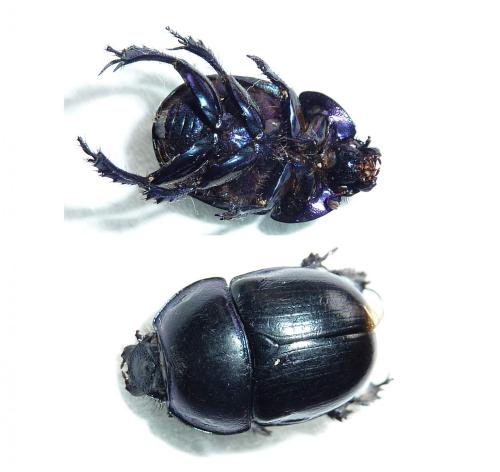 Anoplotrupes stercorosus