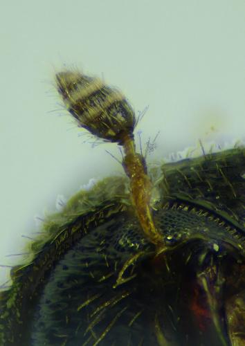 Trypophloeus binodulus