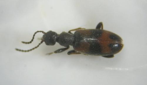 Réf. 97 238 : Anthicus antherinus