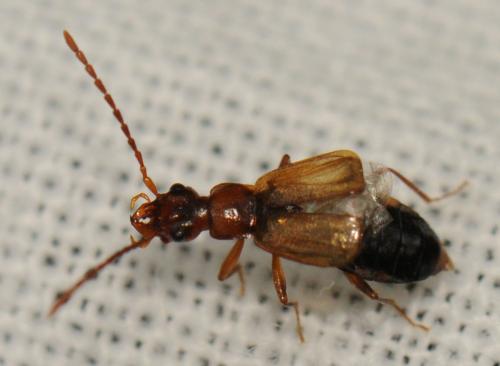 Réf. 97 180 : Anthophagus sp.