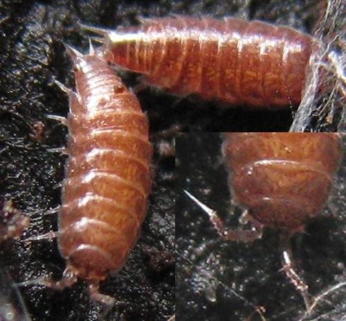 Trichoniscus sp.