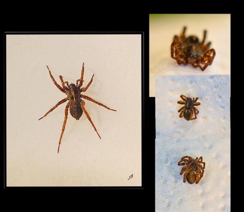 Pardosa sp.