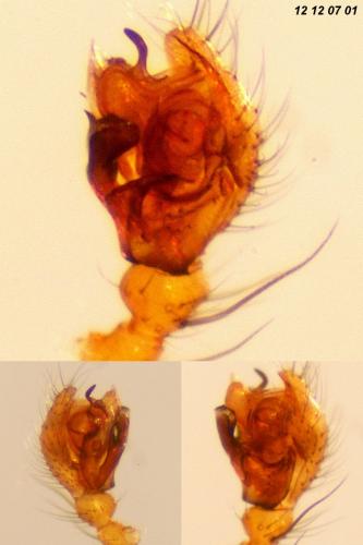 Réf. 97 597 : Palliduphantes pallidus