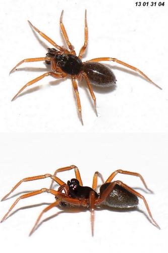Walckenaeria cucullata