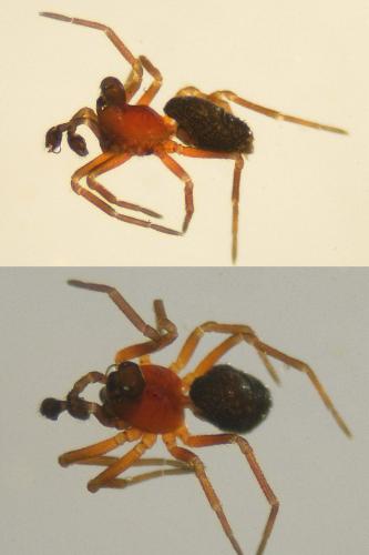 Trichopterna cucurbitina