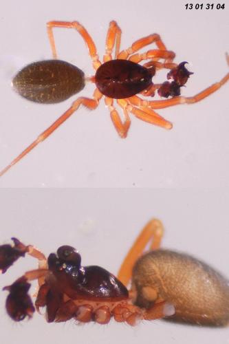 Réf. 97 619 : Walckenaeria cucullata