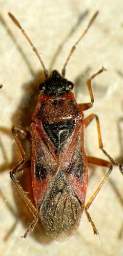 Arocatus sp.