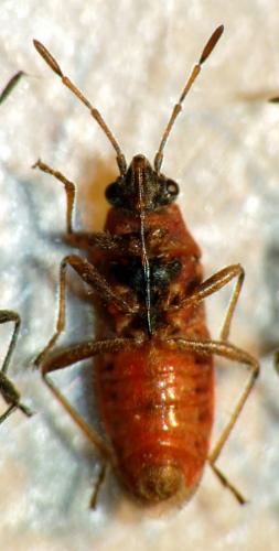 Arocatus sp.
