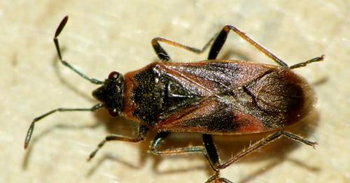 Arocatus sp.
