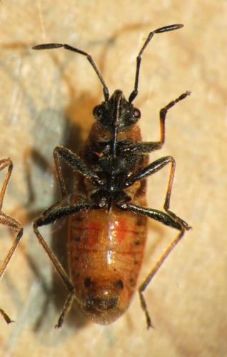 Arocatus sp.