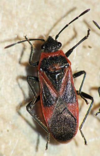 Arocatus sp.