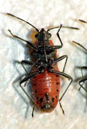 Arocatus sp.