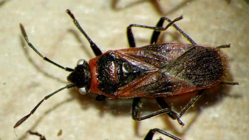 Arocatus sp.