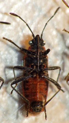 Arocatus sp.