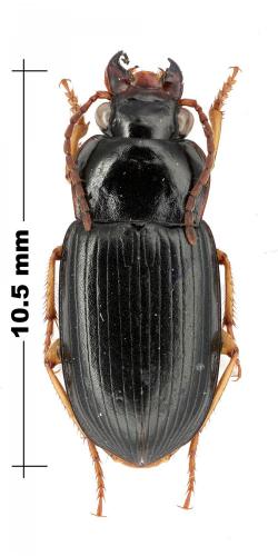 Axinotoma fallax