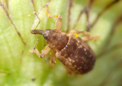 Réf. 97 988 : Dorytomus sp.