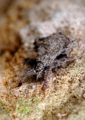 Reduvius personatus