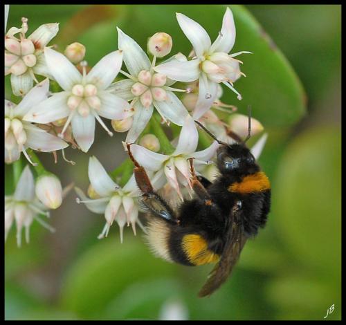 Bombus terrestris