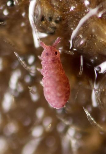 Brachystomella parvula