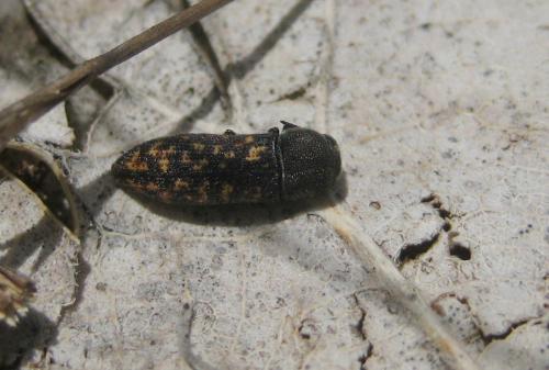 Acmaeoderella adspersula