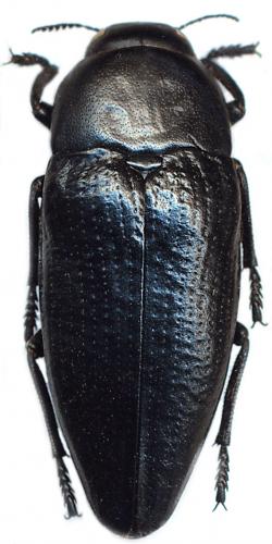 Sphenoptera tragacanthae